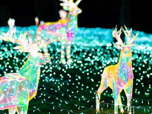 大阪堺市・綠色博物館「Wonder Night Hill 2024」（圖片來源︰大阪堺市・綠色博物館官網）