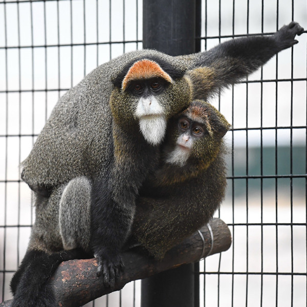 猴子集體死亡｜政府將交代動植物公園9隻猴子死因 消息指初步懷疑感染類鼻疽