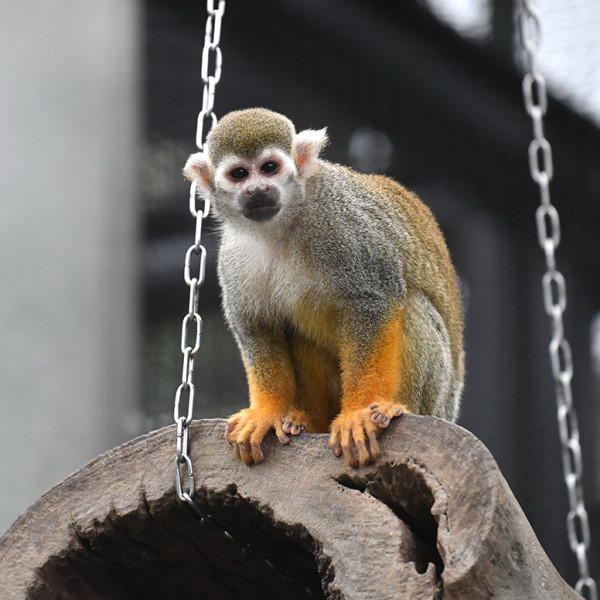 香港動植物公園8隻猴子離奇死亡待查 哺乳類動物區今起關閉消毒