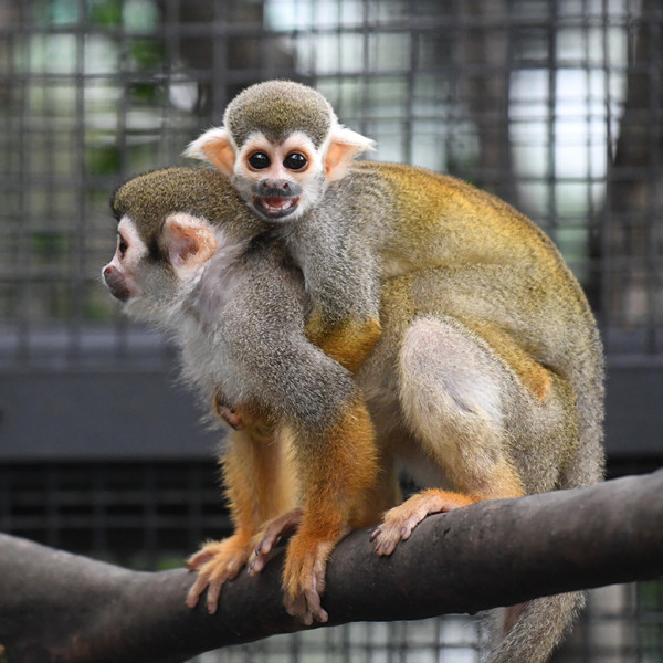 香港動植物公園8隻猴子離奇死亡待查 哺乳類動物區今起關閉消毒