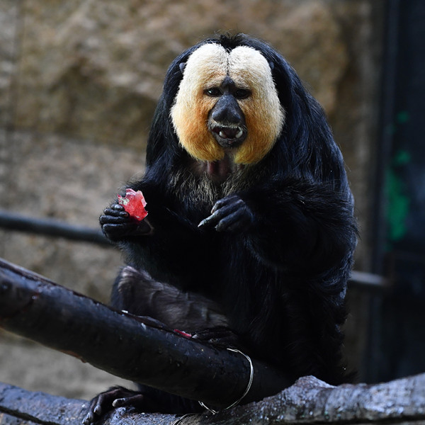 香港動植物公園8隻猴子離奇死亡待查 哺乳類動物區今起關閉消毒