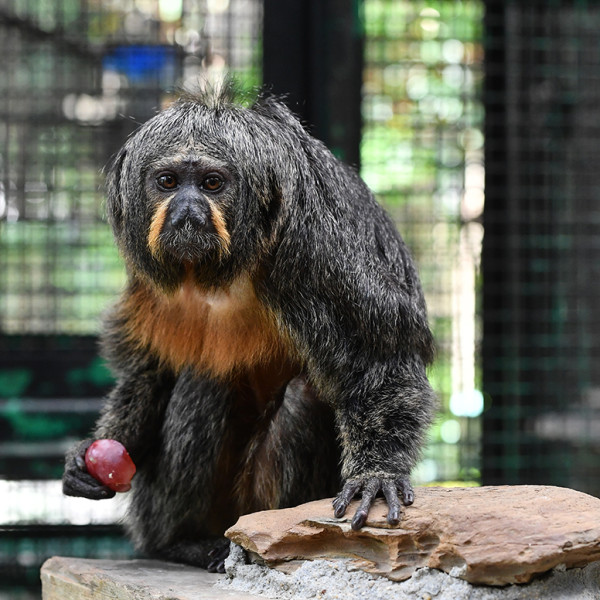 猴子集體死亡｜政府將交代動植物公園9隻猴子死因 消息指初步懷疑感染類鼻疽