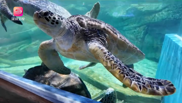 北上注意｜深圳爆發諾如病毒！腹瀉/嘔吐/發燒傳染性極強！1種場所1活動最危險 