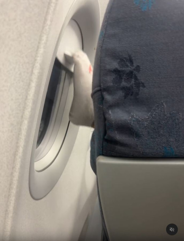 搭飛機驚見頭頂「有爪異形」橫行！網民估計係呢隻野生動物 