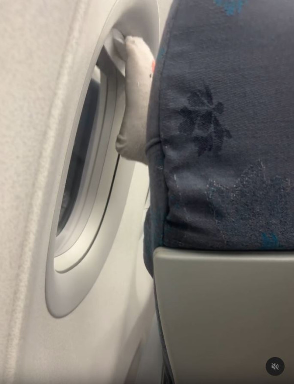 搭飛機驚見頭頂「有爪異形」橫行！網民估計係呢隻野生動物 