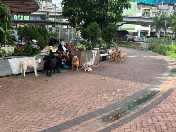 6犬慘遭外傭工人綁隧道欄杆 網民不忍狗狗「罰企焗桑拿」怒轟：好過份