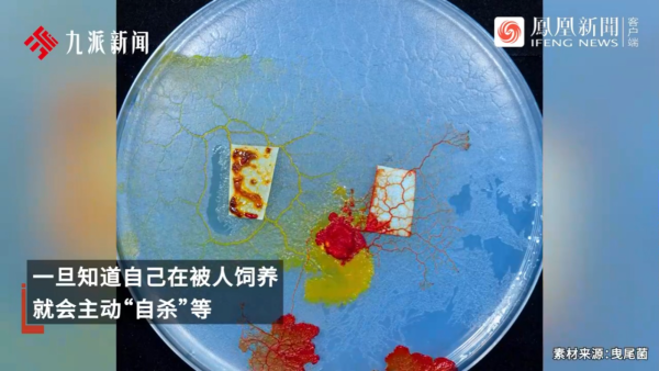 內地景區推古代坐監沉浸式體驗 還原《甄嬛傳》劇情 網民：凍死了有人知道？ 