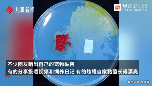 內地景區推古代坐監沉浸式體驗 還原《甄嬛傳》劇情 網民：凍死了有人知道？ 