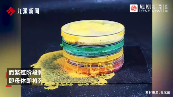 內地景區推古代坐監沉浸式體驗 還原《甄嬛傳》劇情 網民：凍死了有人知道？ 