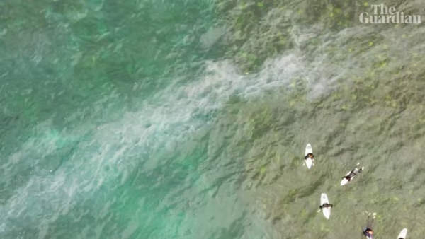 荷蘭運河發現1物極似巨大「異形蛋」 生態學家揭曉其真身！ 