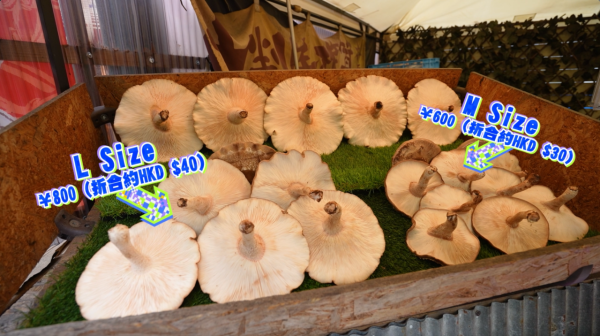 《解風福岡》行程懶人包｜杜如風帶隊遊福岡 必食餐廳/打卡景點/酒店推介 