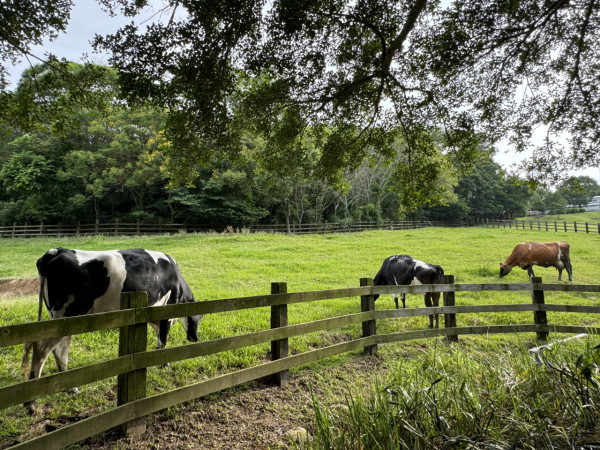 開箱台灣無印風牧場酒店！ 豪華套房+私人陽台飽覽山景 享受一泊二食/牧場體驗 