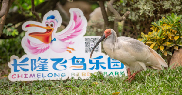 廣州親子遊好去處 長隆飛鳥樂園（圖片來源：長隆度假區）