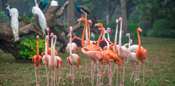 廣州親子遊好去處 長隆飛鳥樂園（圖片來源：長隆度假區）