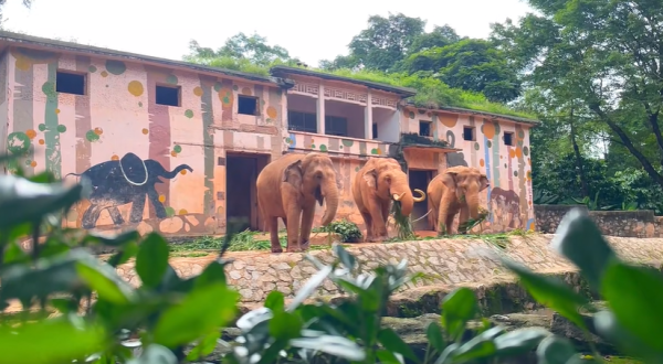 廣州親子遊好去處 廣州動物園（圖片來源：小紅書＠廣州動物園）