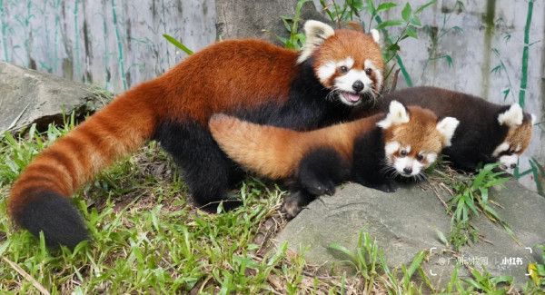 廣州動物園（圖片來源：小紅書＠廣州動物園）