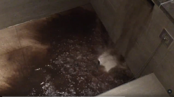 網民旅遊住酒店發現給小費每天有毛巾小驚喜 大量網民爆笑照分享 超強摺毛巾藝術 