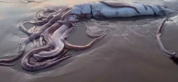 西班牙海灘驚現10米巨型深海怪獸！身長達17米、重300公斤！生物學家揭真身 