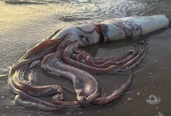 西班牙海灘驚現10米巨型深海怪獸！身長達17米、重300公斤！生物學家揭真身 