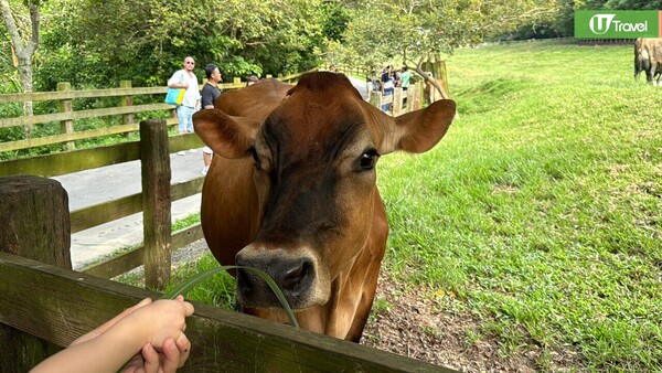 開箱台灣無印風牧場酒店！ 豪華套房+私人陽台飽覽山景 享受一泊二食/牧場體驗 