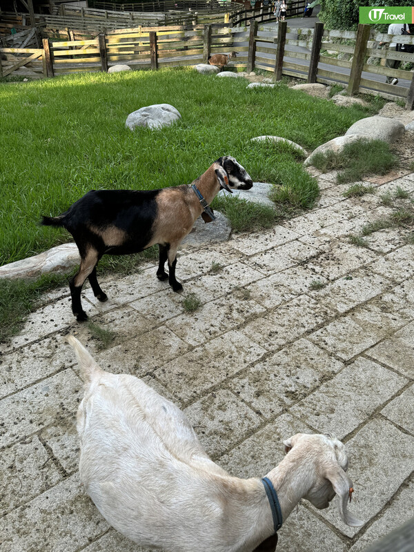 開箱台灣無印風牧場酒店！ 豪華套房+私人陽台飽覽山景 享受一泊二食/牧場體驗 