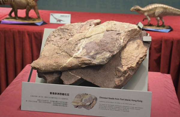 香港首發現恐龍化石距今至少6600萬年 周五起文物探知館展出