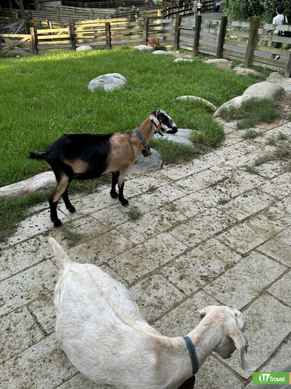 台灣親子遊｜親子旅遊自由行逾10大景點推介 打卡大珍奶/兒童新樂園/森林親子樂園 