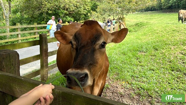 台灣親子遊｜親子旅遊自由行逾10大景點推介 打卡大珍奶/兒童新樂園/森林親子樂園 
