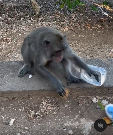 峇里島青年旅社驚傳食物中毒 多名內地客中招 1女不幸喪命 