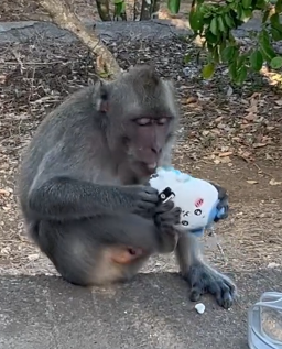峇里島青年旅社驚傳食物中毒 多名內地客中招 1女不幸喪命 