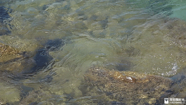 深圳版「釜山膠囊列車」每程10元！天使灣一日遊飽覽玻璃海 附最佳打卡時間 