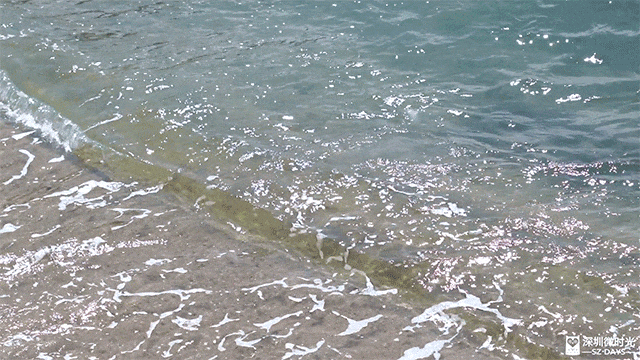 深圳版「釜山膠囊列車」每程10元！天使灣一日遊飽覽玻璃海 附最佳打卡時間 