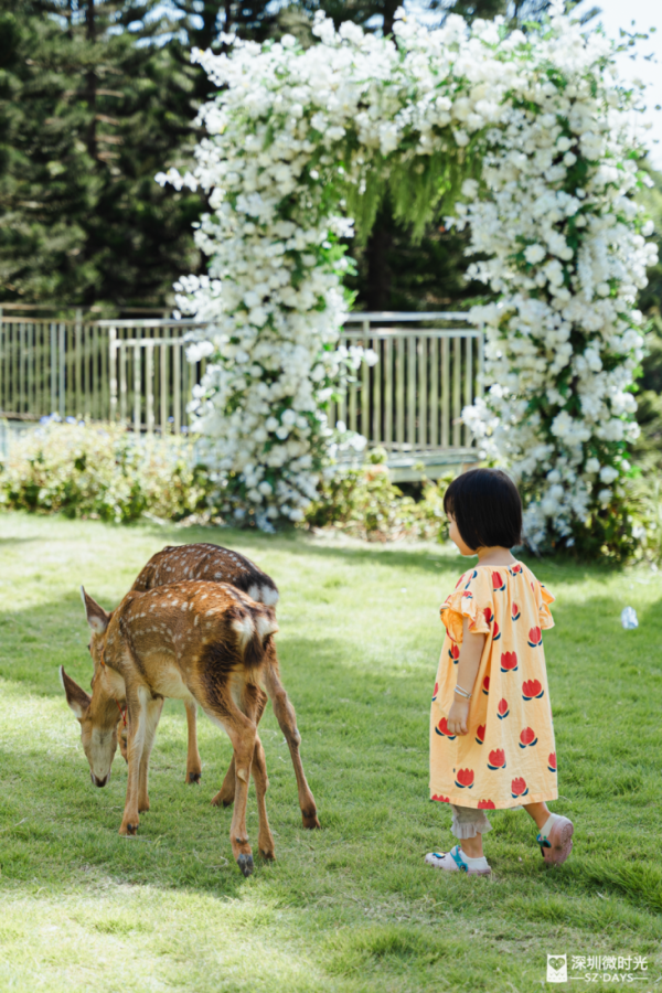 深圳版「釜山膠囊列車」每程10元！天使灣一日遊飽覽玻璃海 附最佳打卡時間 