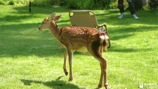 深圳版「釜山膠囊列車」每程10元！天使灣一日遊飽覽玻璃海 附最佳打卡時間 
