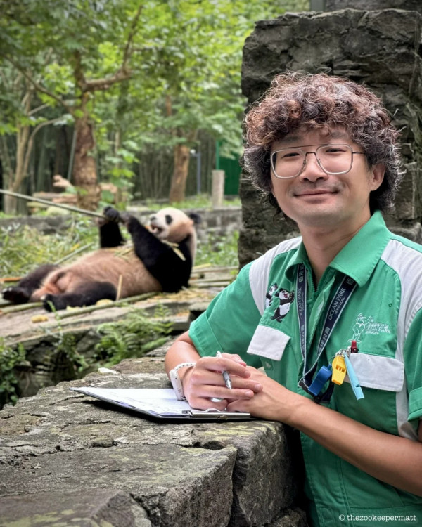 香港熊貓奶爸爆紅！海洋公園「網紅奶爸」分享湊大熊貓經 網民讚有愛