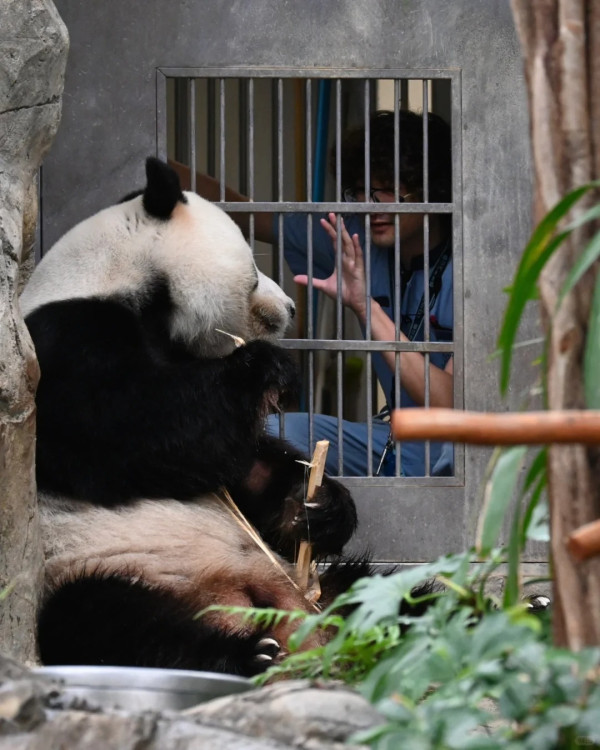 香港熊貓奶爸爆紅！海洋公園「網紅奶爸」分享湊大熊貓經 網民讚有愛