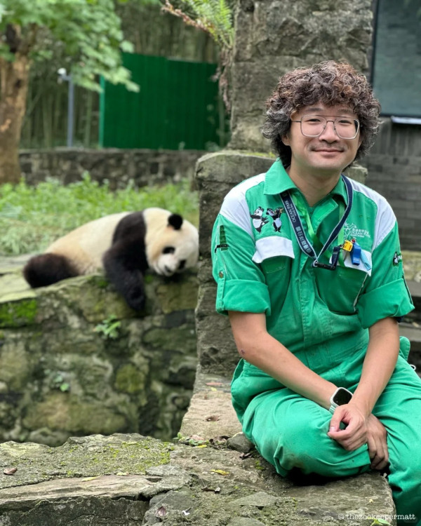 香港熊貓奶爸爆紅！海洋公園「網紅奶爸」分享湊大熊貓經 網民讚有愛