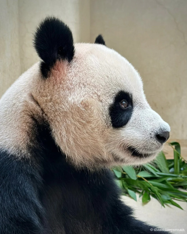 香港熊貓奶爸爆紅！海洋公園「網紅奶爸」分享湊大熊貓經 網民讚有愛