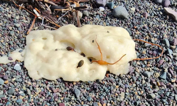 荷蘭運河發現1物極似巨大「異形蛋」 生態學家揭曉其真身！ 