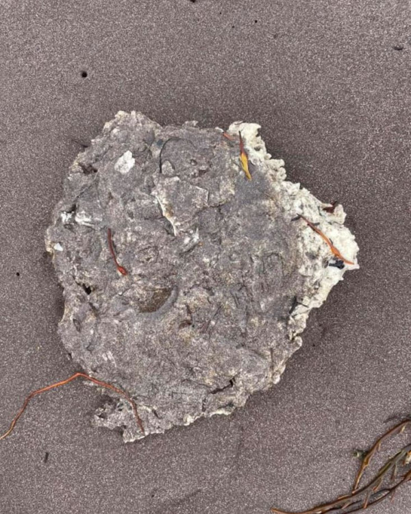 荷蘭運河發現1物極似巨大「異形蛋」 生態學家揭曉其真身！ 