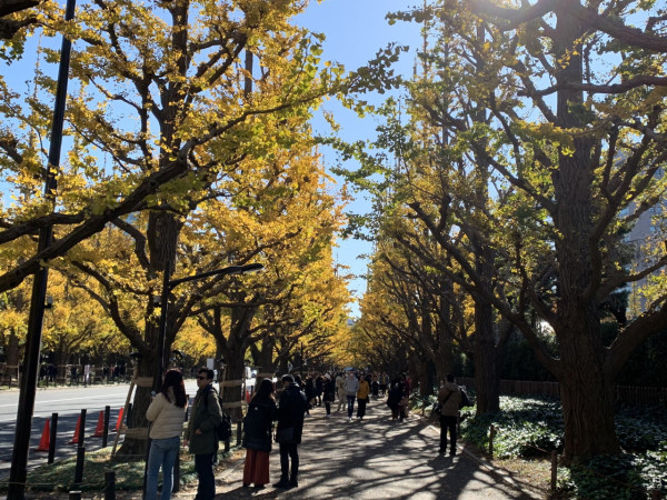 東京賞銀杏好去處 明治神宮外苑（圖片來源：X@jingugaien_icho）