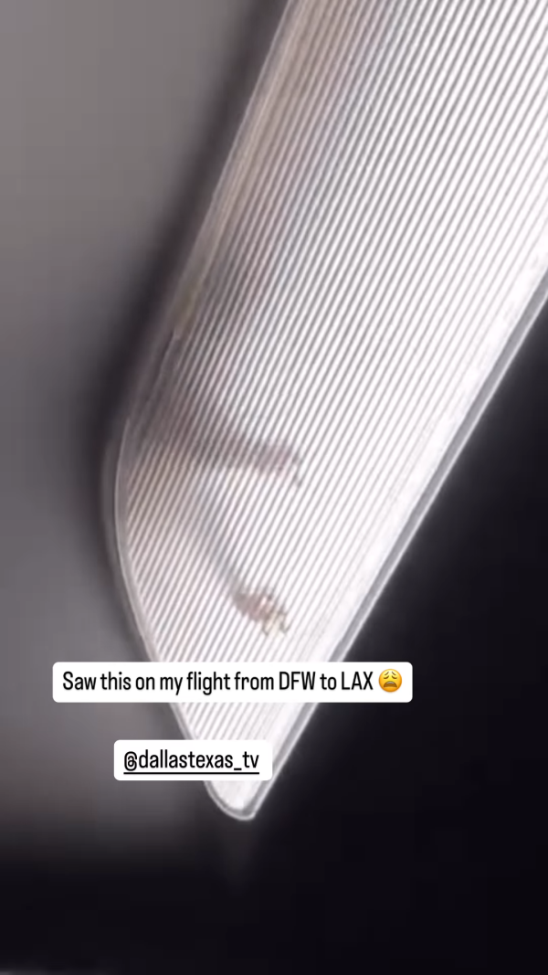 搭飛機驚見頭頂「有爪異形」橫行！網民估計係呢隻野生動物 