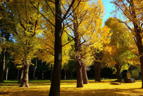東京賞銀杏好去處 代代木公園（圖片來源：東京の紅葉・紅葉便り）