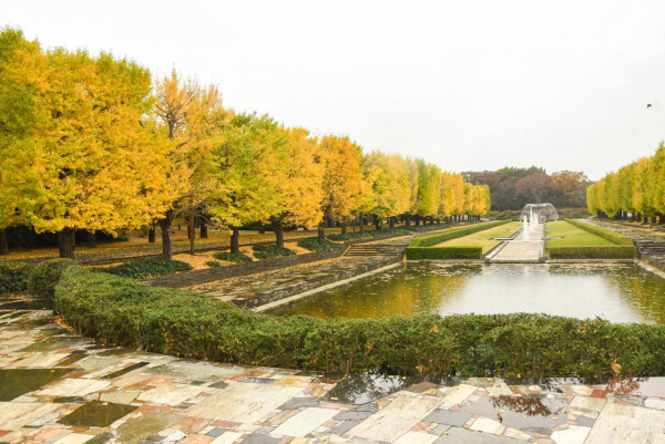 東京賞銀杏好去處 國營昭和記念公園（圖片來源：Facebook@国営昭和記念公園）