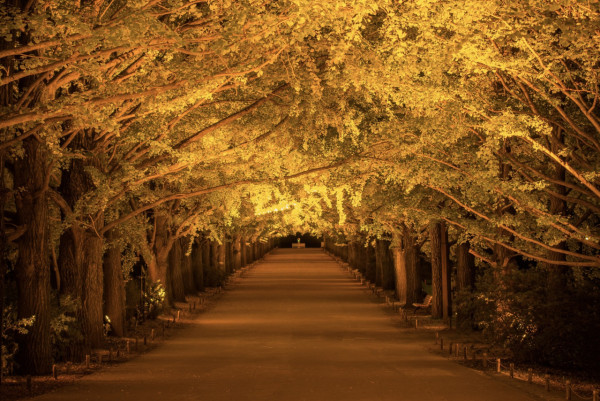 東京賞銀杏好去處 國營昭和記念公園（圖片來源：Facebook@国営昭和記念公園）
