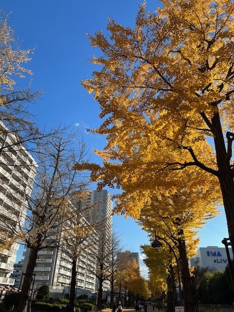 東京賞銀杏好去處 光之丘公園（圖片來源：X@ParksHikariga）