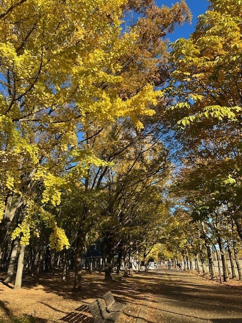 東京賞銀杏好去處 光之丘公園（圖片來源：X@ParksHikariga）