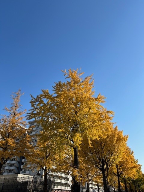 東京賞銀杏好去處 光之丘公園（圖片來源：X@ParksHikariga）