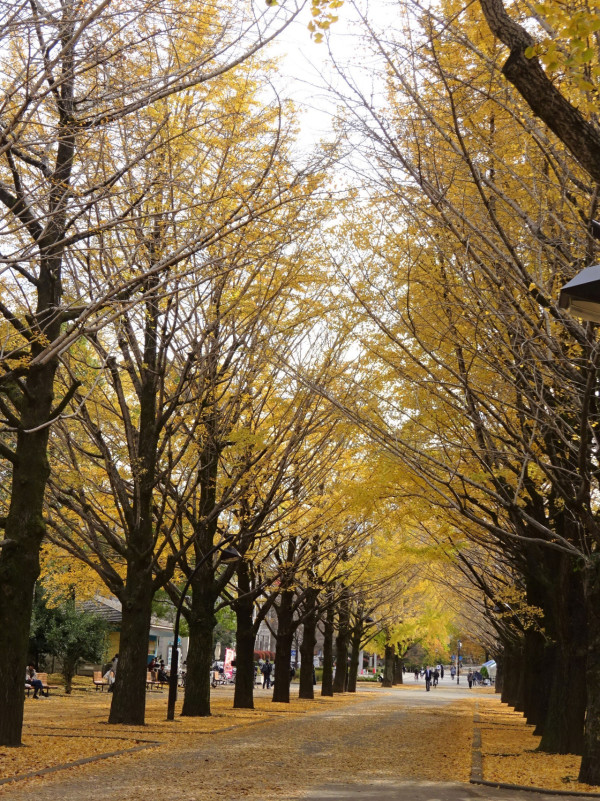 東京賞銀杏好去處 光之丘公園（圖片來源：X@ParksHikariga）