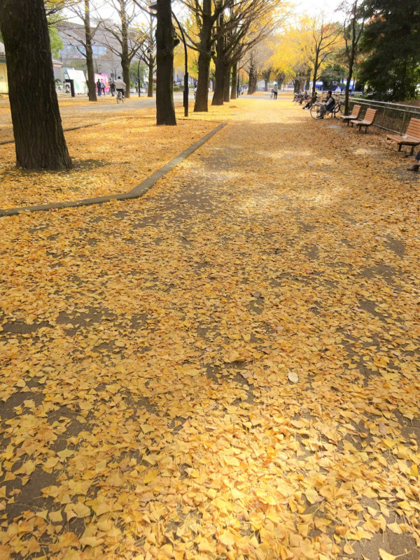 東京賞銀杏好去處 光之丘公園（圖片來源：X@ParksHikariga）